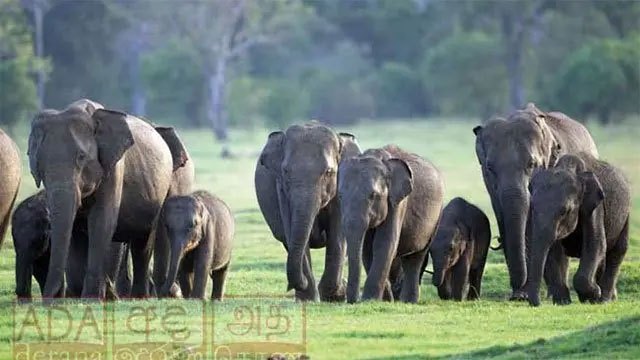 180 wild elephants dead in seven months, 75 killed by human activity