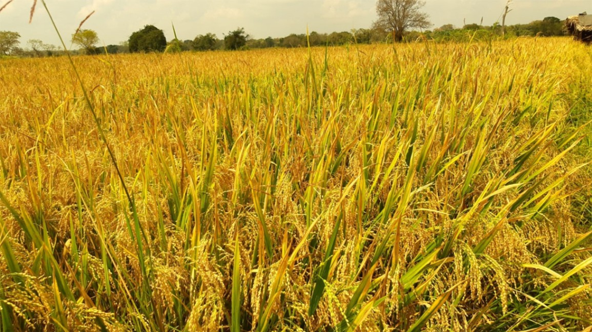 Paddy Marketing Board buys over 5,300MT of paddy in Yala procurement drive