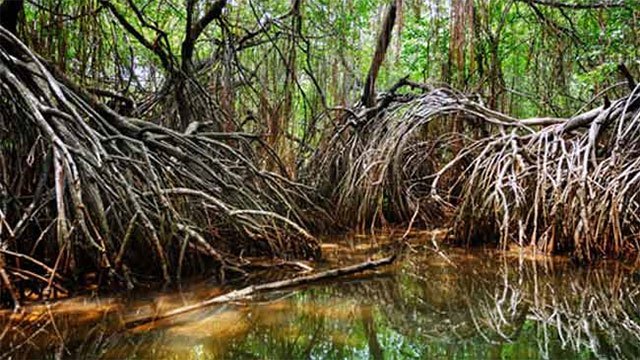 Eight Puttalam mangrove ecosystems to be declared protected reserves