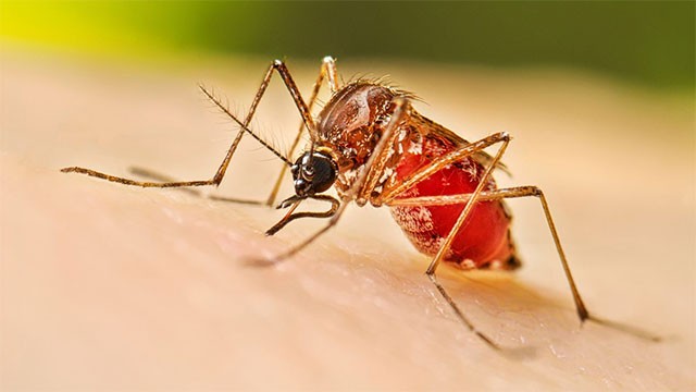 US launches vector-control programme to support Sri Lanka's dengue fight