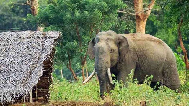 China to back bamboo 'bio-fence' plan to curb human-elephant conflict