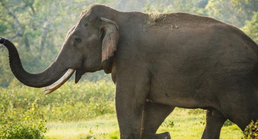 Tame elephant injured in collision with tipper truck at Melsiripura
