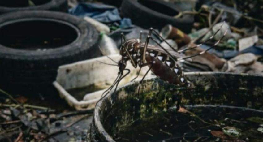 Community waste management drive launched as dengue outbreak continues