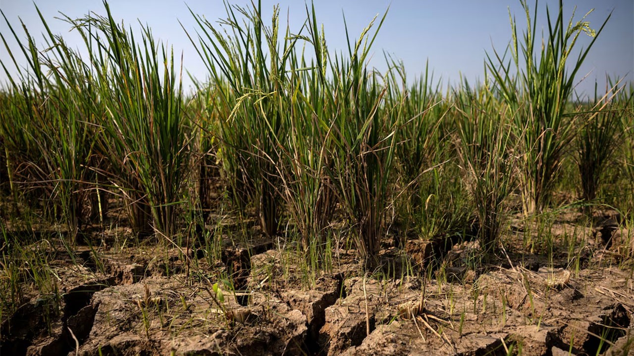 WFP warns strengthening El Niño could push 49 million more into acute hunger