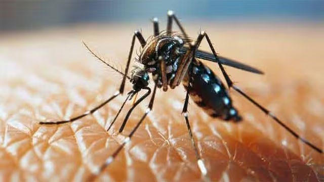 Dengue cases pass 88,000 for the year as August total reaches 2,739