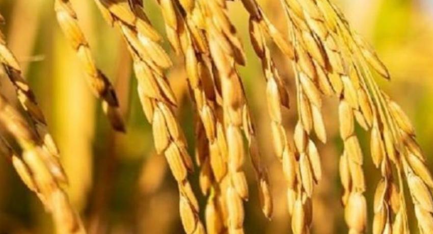 30,000 MT of state paddy to be milled into rice as purchases reach 27,458 MT