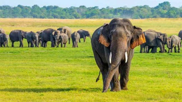 Torch protest in Mahiyangana as Sri Lanka marks World Elephant Day