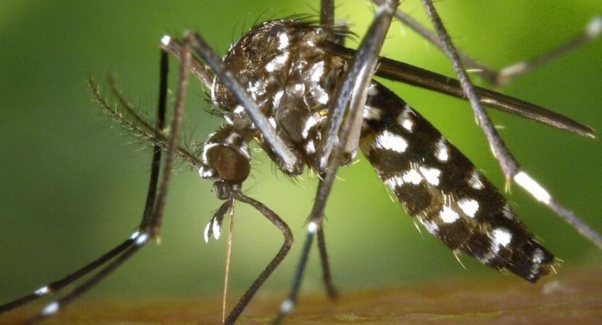 Dengue cases reach 91,692 this year as unit warns of monsoon resurgence