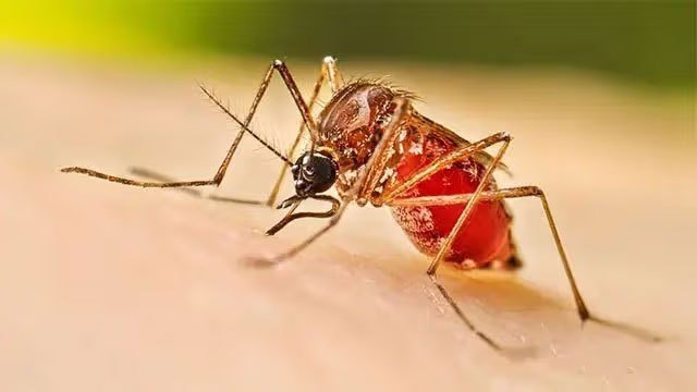 Dengue deaths reach 69 as Sri Lanka nears 93,000 cases in 2026