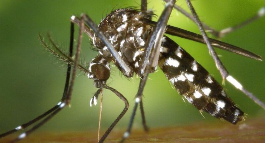 NDCU says daily dengue cases have fallen 80% under control drive