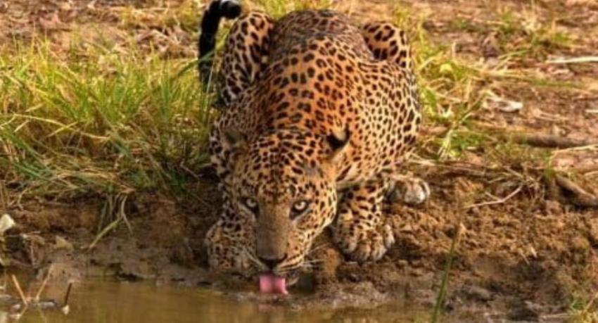 Wildlife department turns to low-cost mud ponds to water animals through the dry season