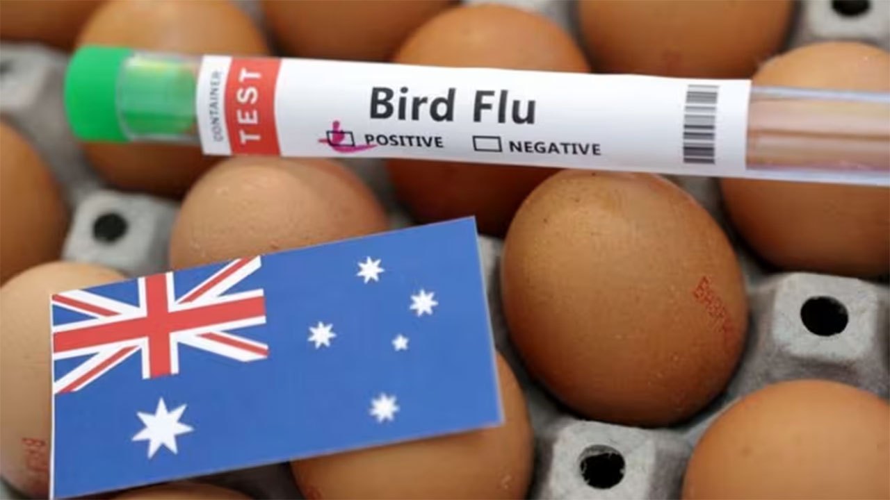 Australia confirms first H5N1 bird flu case in a mammal