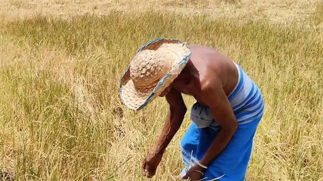 Rs. 3 billion released for drought-hit farmers as damage nears 8,000 acres
