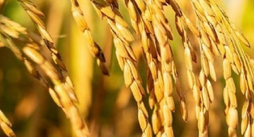 Rice millers to get interest-free loans of up to Rs. 25 million this week