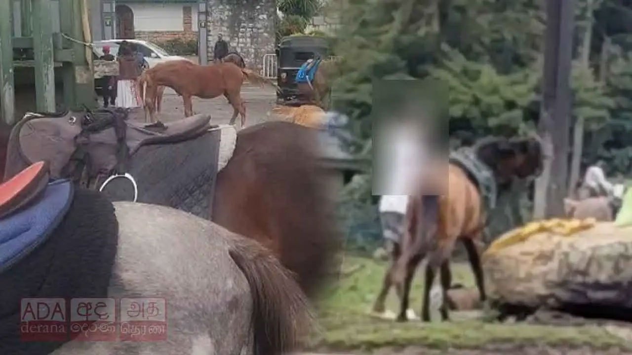 Man arrested over pony assault at Gregory Lake after video goes viral