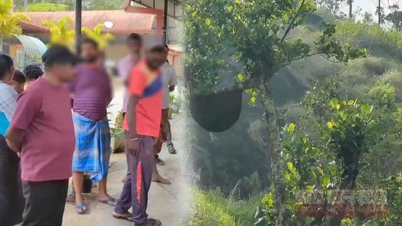 Seventeen tea workers hospitalised after wasp attack on a Hatton estate