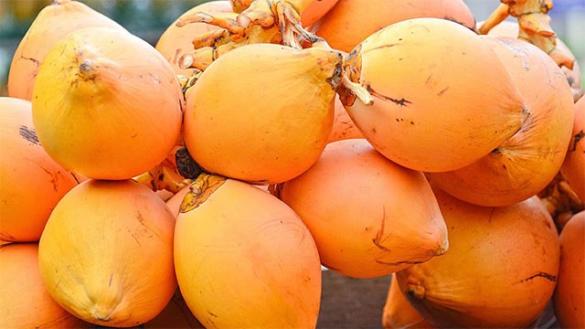 'Ceylon King Coconut Village' programme to launch in Kurunegala with 250 villages planned