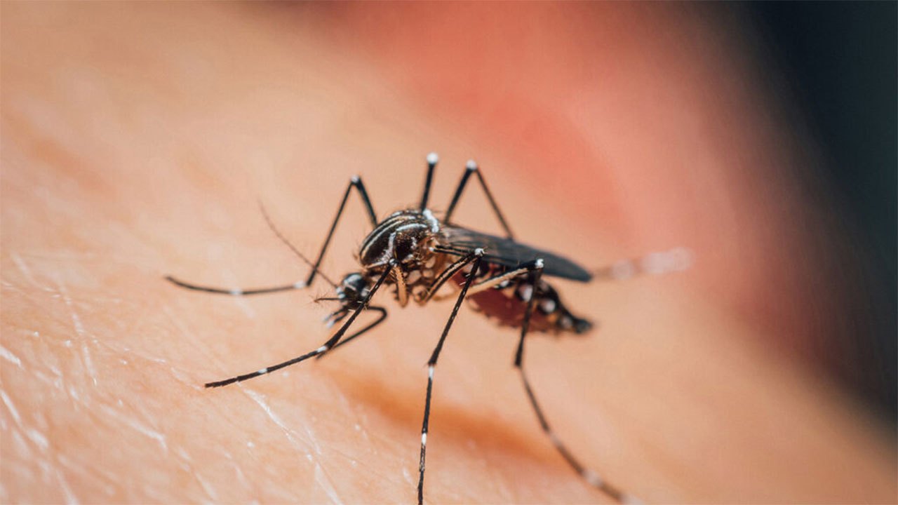 August closes with 10,157 dengue cases — barely a third of July's total