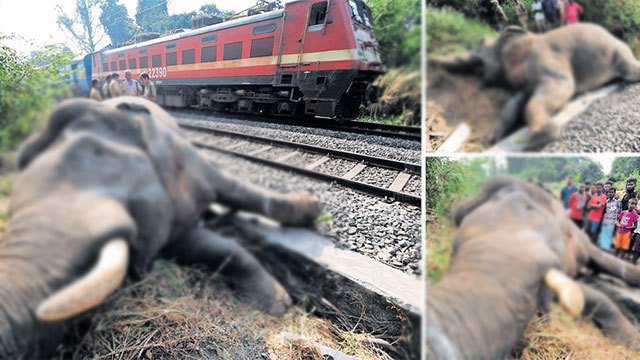 Sensor system to warn train drivers of elephants to be piloted at 13 locations