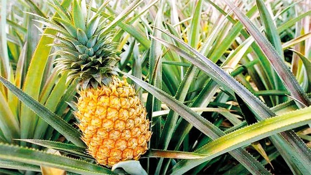 New crop insurance scheme covers pineapple, papaya and banana growers