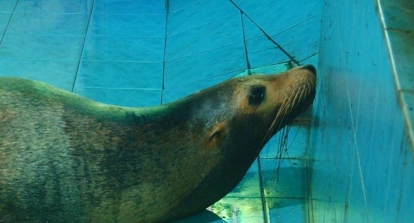 Cancer surgery saves Botham, Sri Lanka's only sea lion, at Dehiwala Zoo
