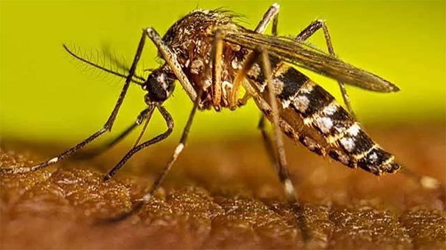 Dengue risk has not passed despite low case numbers, control unit warns