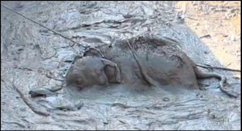 Elephant calf pulled from mud pit in Kantale and reunited with its mother