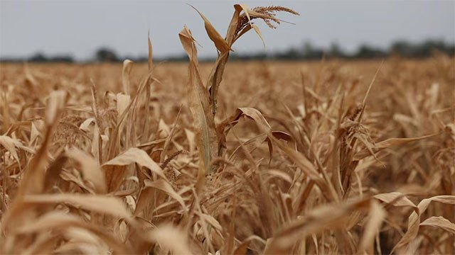 World food prices hit highest since 2022 as El Niño and Black Sea war tighten supply