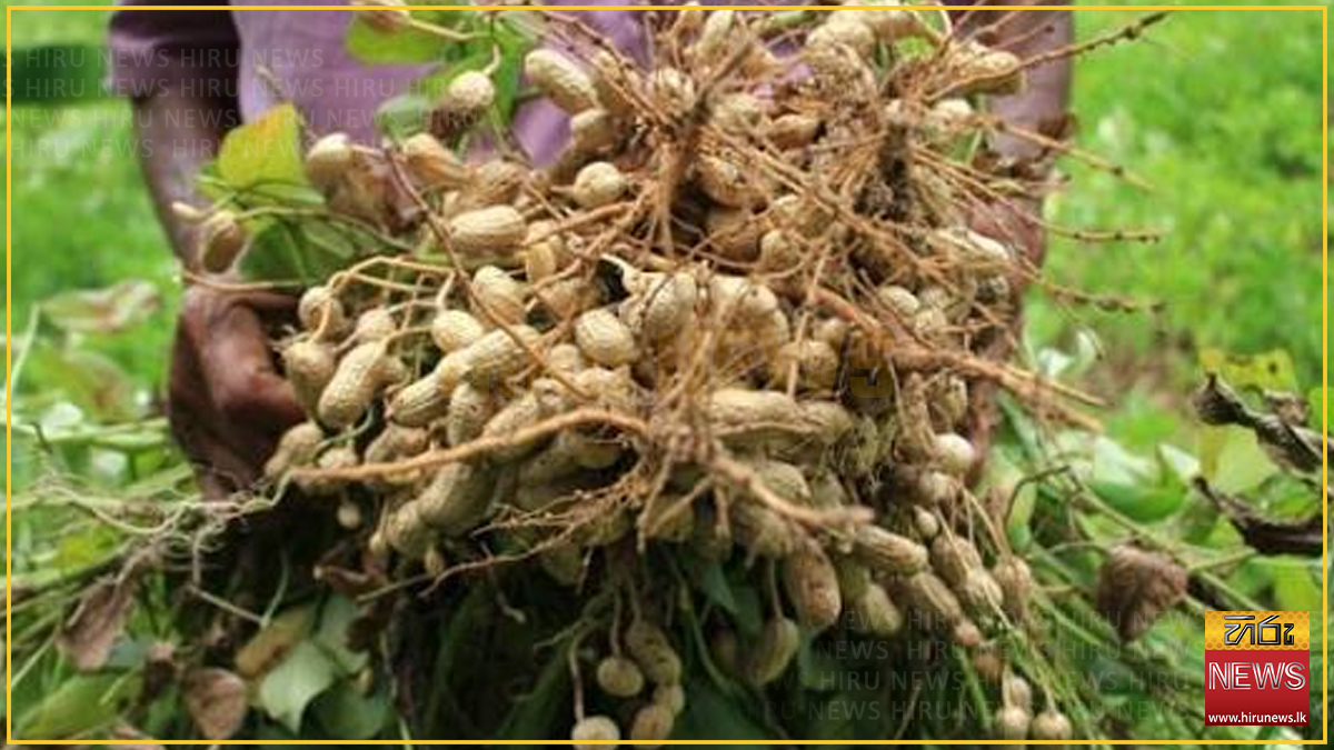 Thambuttegama peanut growers say seed cost them Rs. 850 a kilo and the crop fetches Rs. 300