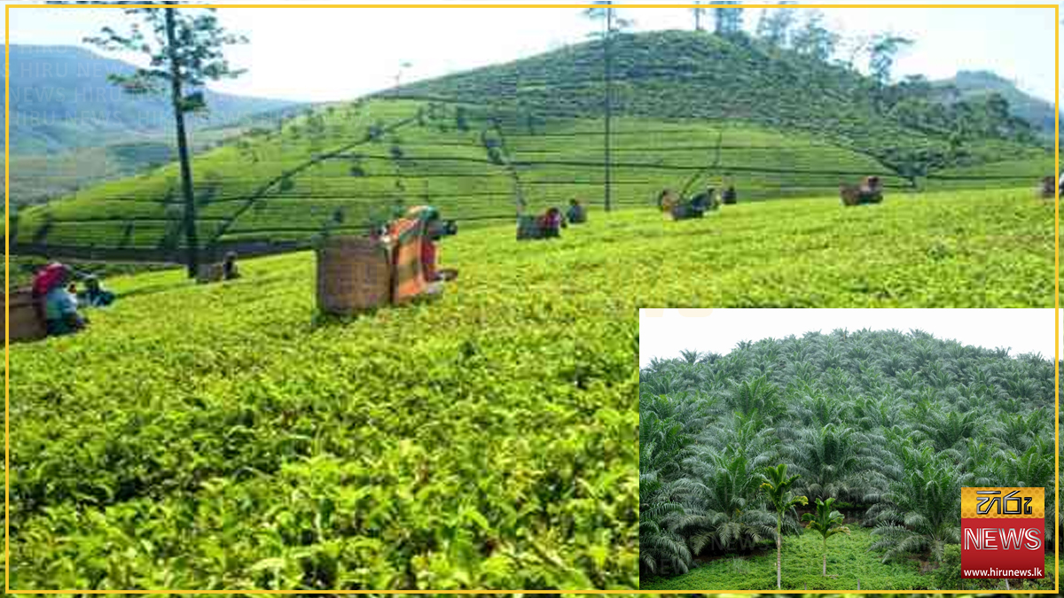 Advocata warns early renegotiation of plantation leases could deter investment