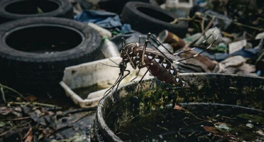 Dengue inspectors found breeding sites at 30,919 premises in eight months