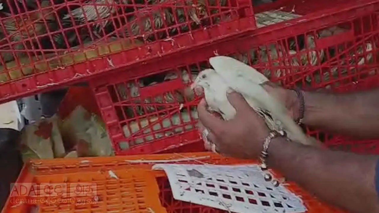 Four arrested as police seize 200 pigeons worth Rs. 10 million in Kalpitiya