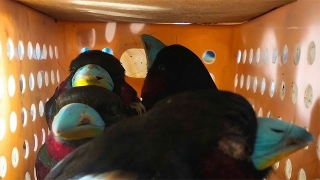 Sri Lankan held in Indonesia with 101 birds packed in a suitcase