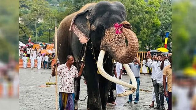Kataragama Devalaya restricts tusker Wasana to major peraheras only