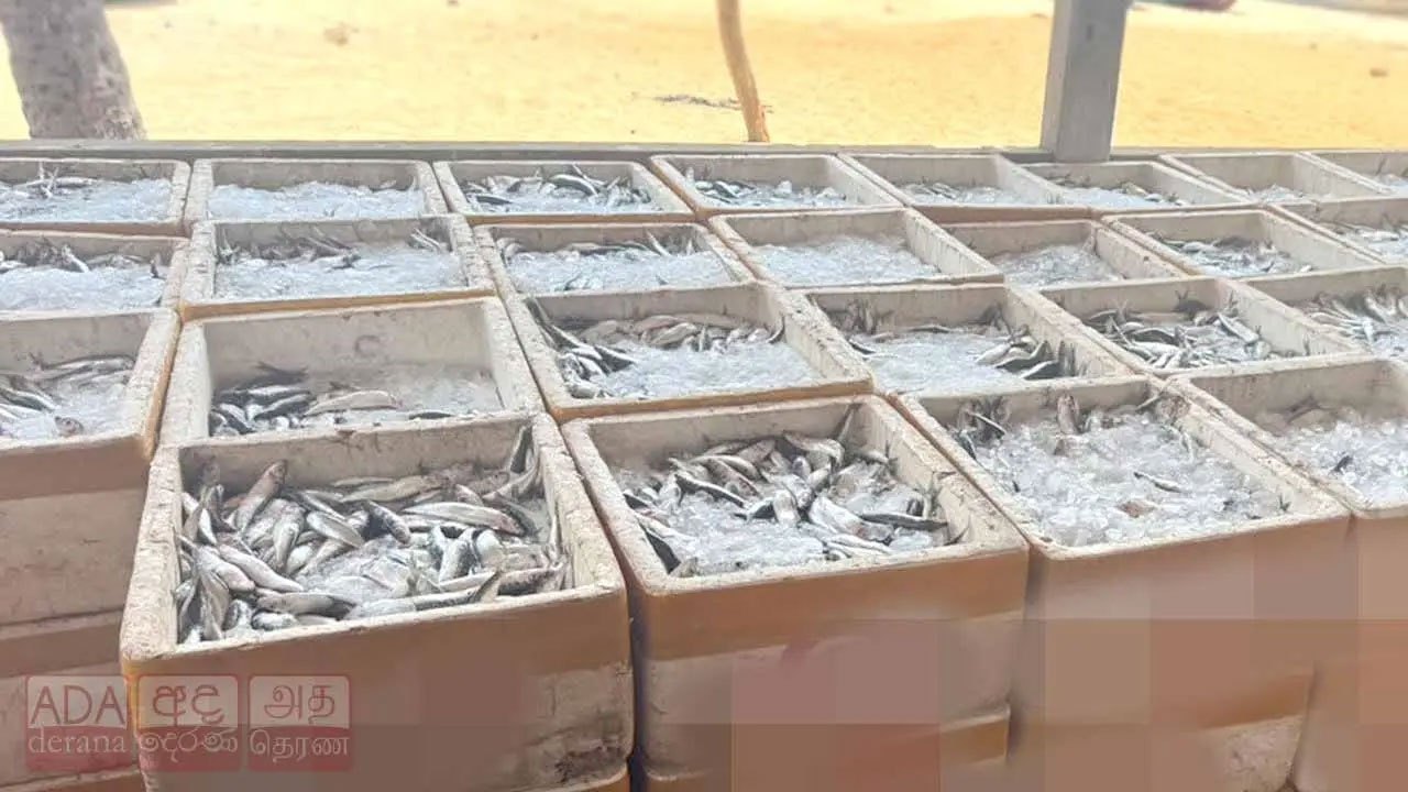 Woman held with 3,200kg of dynamite-caught fish; court orders separate haul destroyed