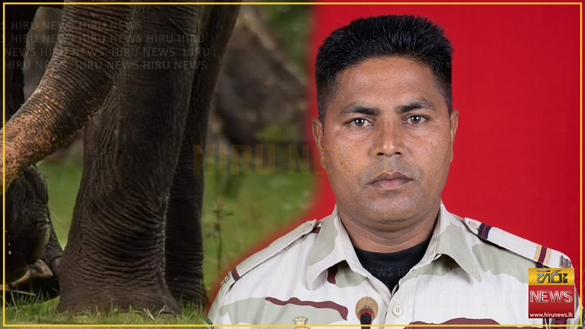 Civil Security Force soldier killed in wild elephant attack in Ampara