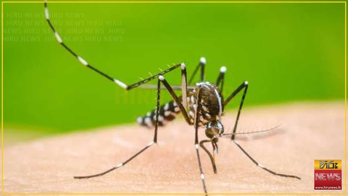 Dengue prevention week begins Monday across 62 MOH divisions as cases pass 97,000