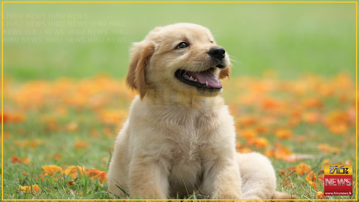 Gazetted Bill would fine dog owners Rs. 2,000 for failing to register their animals