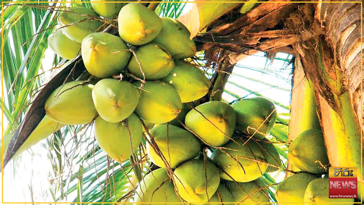 Coconut Board says yield has fallen despite a 24% rise in first-half production
