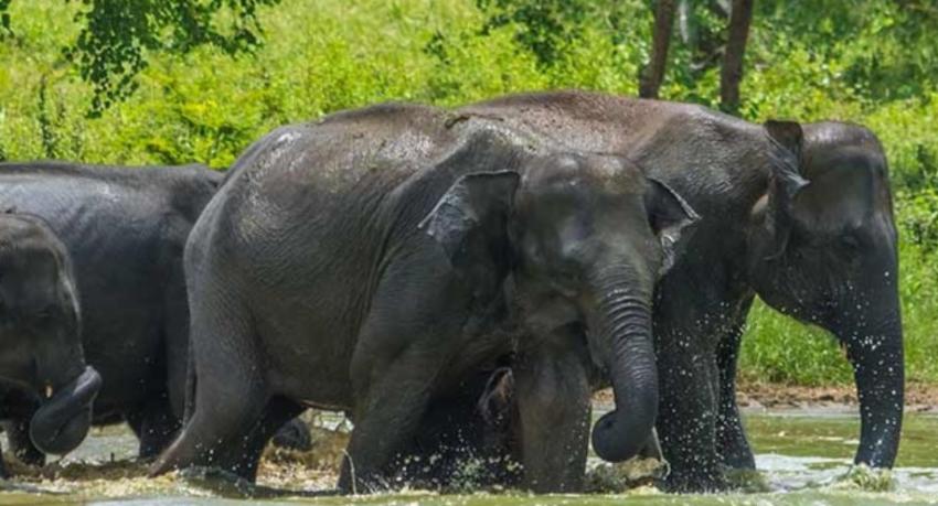 Yala's two busiest blocks close to visitors until mid-October over dry weather