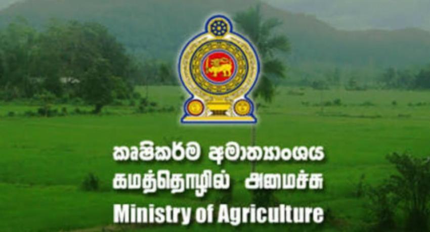 China offers Sri Lanka smart farming tech and saline-tolerant hybrid rice