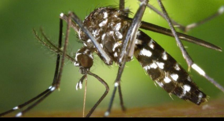 Dengue cases reach 98,249 for the year, with Gampaha worst affected