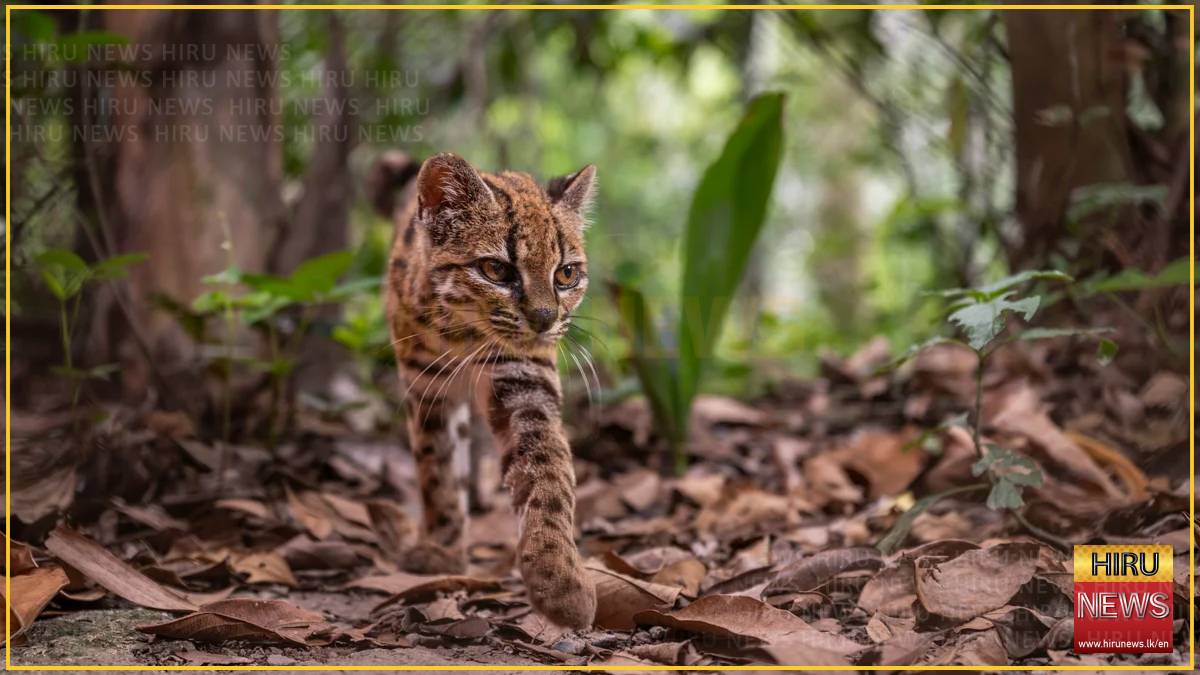 New wild cat species confirmed in Bolivia, with one known living member