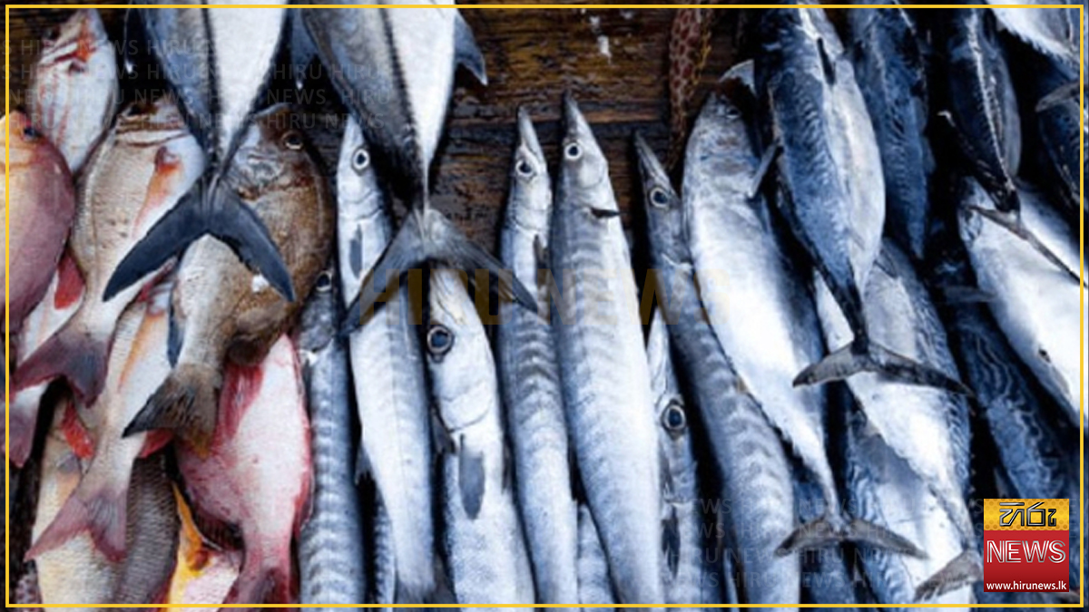 Fish prices ease at Peliyagoda as larger stocks come in