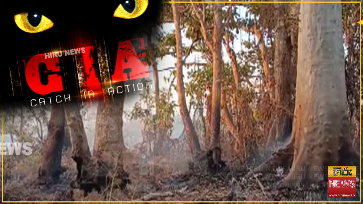 Probe ordered into burning of centuries-old Kumbuk trees on the Wilpattu border