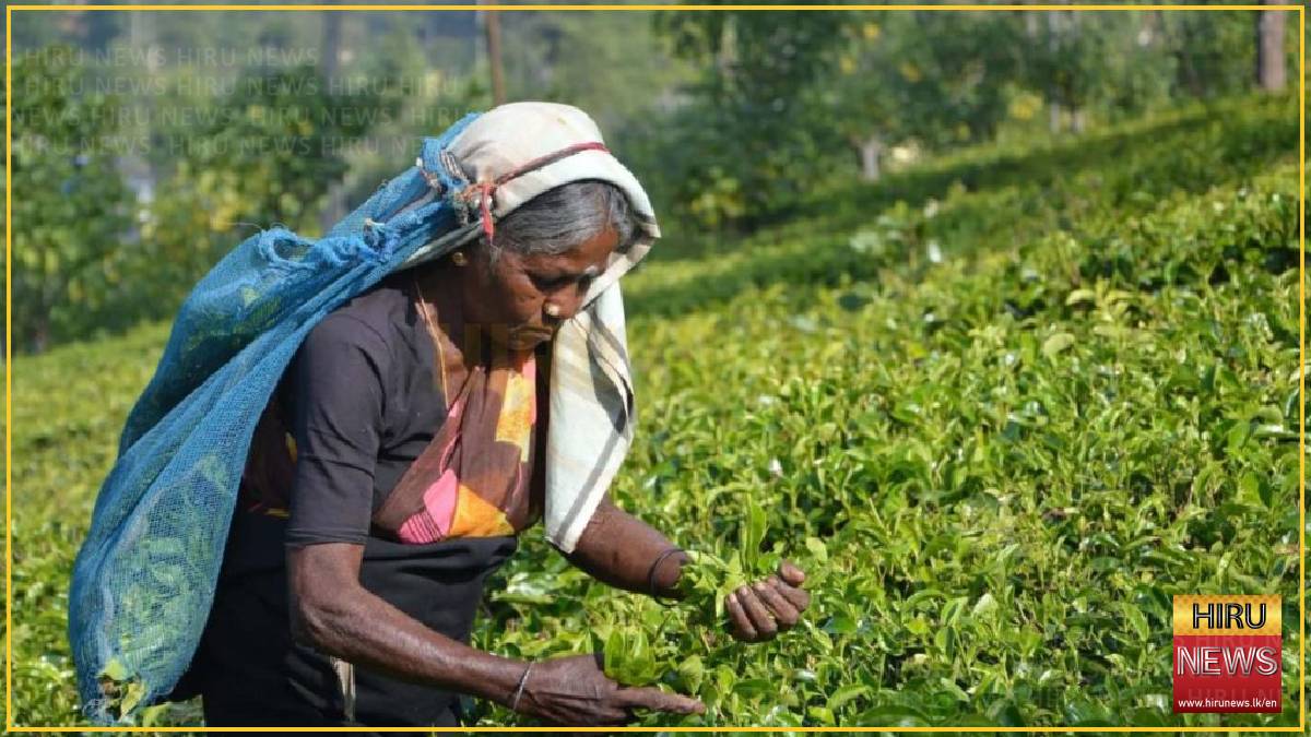 Tea Board funds 70 nurseries in replanting push for 400m kg by 2030