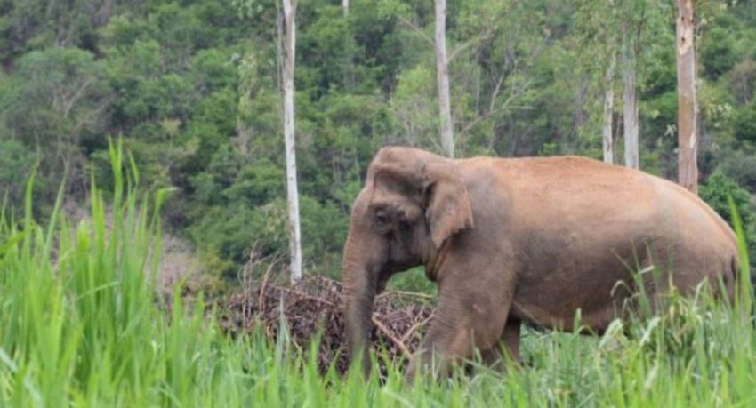 Two men killed in separate wild elephant attacks in Meegalewa and Aralaganwila