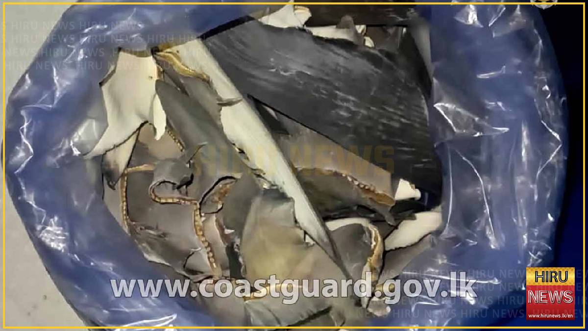 Five fishermen arrested with shark meat and fins at Wellamankaraya