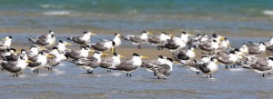 Adam's Bridge marine park tourism launch set for Thursday draws claim it would be illegal