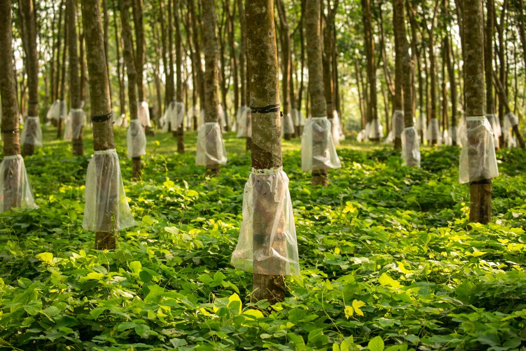 150 years of Sri Lankan rubber: a billion-dollar export sector, and an output figure the anniversary does not give